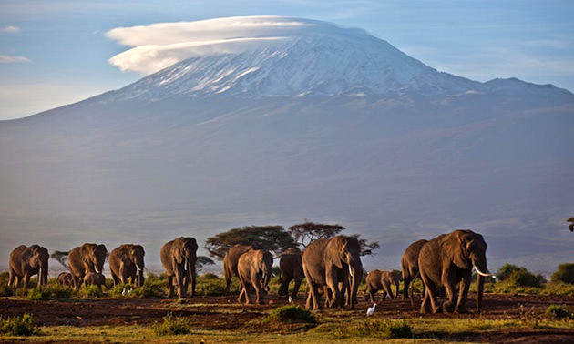 Nairobi milli parkında dolaşana filler