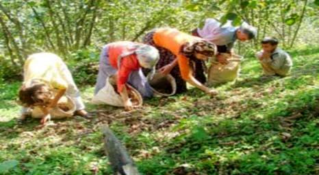 Fındık işçileri için köy kuruluyor