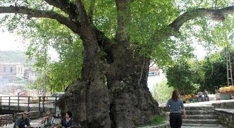 Asırlık çınar ağacı için özel proje