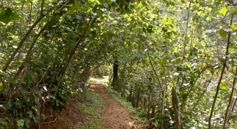 TMO 5 kentte 16 fındık deposunu kiraya verecek!