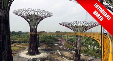 Singapur'da bu ormanlar gökdelenlere tepeden bakıyor!
