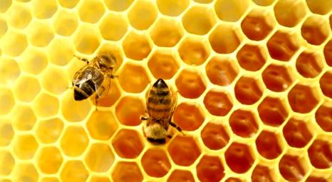 Arılar ısı yalıtımında son teknoloji olabilir!