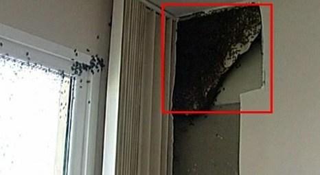 Kadıköy'de evi arılar bastı!