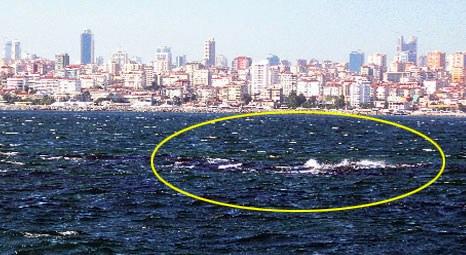 İstanbul Vordonisi Adası depremde sular altında kaldı!
