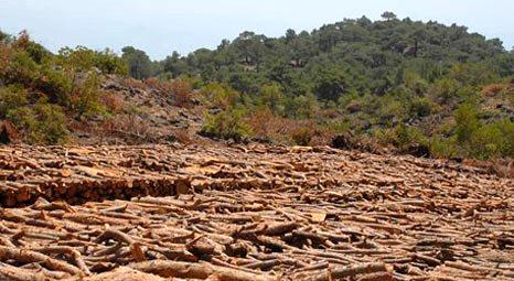 Manisa Turgutlu'da yüzlerce asırlık ağaçlar kesildi!