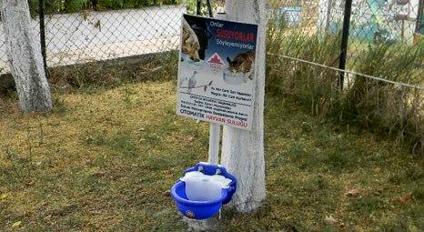 Çatalca Belediyesi, hayvanlar için sokaklara  otomatik suluklar yaptı!