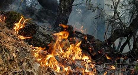 Beykoz'da çıkan yangında 5 dönümlük ormanlık alan zarar gördü!