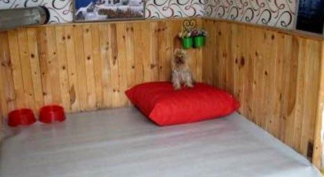 Samsun Tekkeköy’de köpekler için özel otel kuruldu!