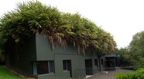 Evlerin çatılarını yakın gelecekte kiremit yerine yeşil bitkiler kaplayacak!