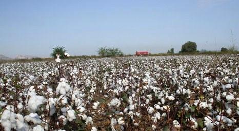 Adana Ceyhan’da satılık tarım arazisi! 527 bin liraya!