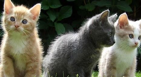 Orman ve Su İşleri Bakanlığı, sahipsiz kediler için bin adet kedi evi yaptıracak!