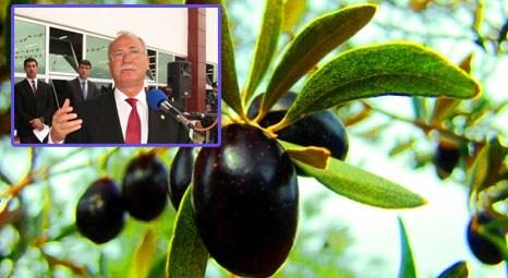 Burhaniye'de Türkiye'nin ilk zeytin işleme OSB'si kuruluyor!