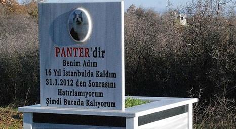 Aziz Hortoğlu Kırklareli'nde ölen kedisi için 5 dönüm tarla alıp mezar yaptırdı!