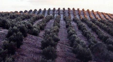 İzmir Çeşme’de 806 bin liraya satılık zeytin ağaçlı tarla!