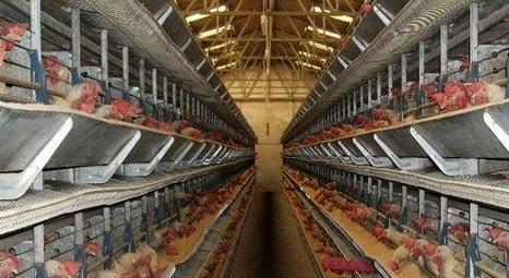 Eskişehir’de satılık tavuk çiftliği ve arsası! 1.9 milyon liraya!