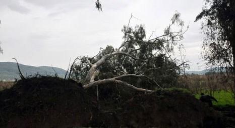Muğla'da fırtına 75 yıllık okaliptüs ağacını devirdi! 