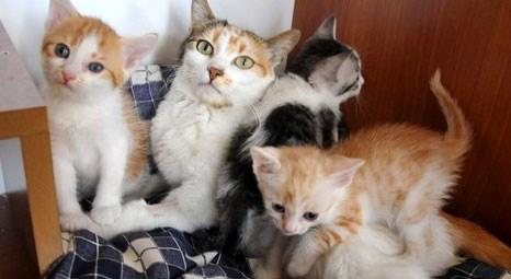 Burdur'un ilk kedi evi hizmete girdi!