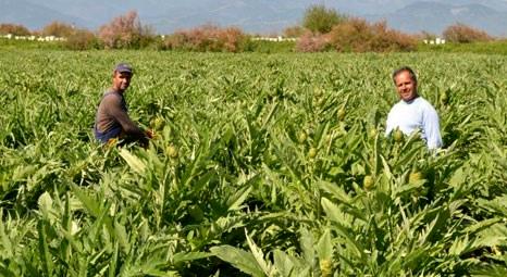 Balıkesir'de İsmail ve Halil Başa 50 dönüm bataklığı tarım arazisine dönüştürdü!