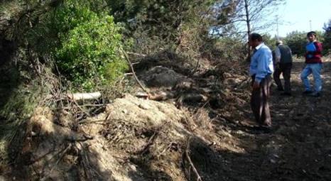 Kocaeli Adatepe'de ağaç katliamı iddiası!