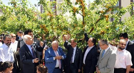 İstanbul’un meyve bahçesi Bağcılar'da kaysı sezonu açıldı!