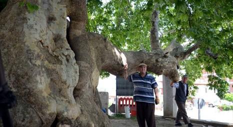 Burdur Ağlasun'daki 10 asırlık çınar ağacı ekoturizme hizmet edecek!