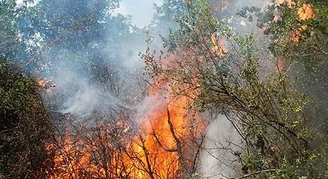 Beykoz Çavuşpaşa'daki ormanlık alanda yangın çıktı!