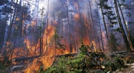 Didim Akbük'te orman yangını meydana geldi!