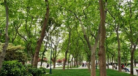 Gezi Parkı’ndan sökülen ağaçlar Abide-i Hürriyet Parkı’na dikildi!