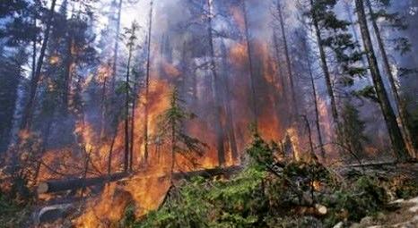 Antalya'da çıkan orman yangınında 100 hektarlık alan kül oldu!