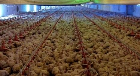 Çorum’da 764 bin liraya tavuk çifliği satılıyor