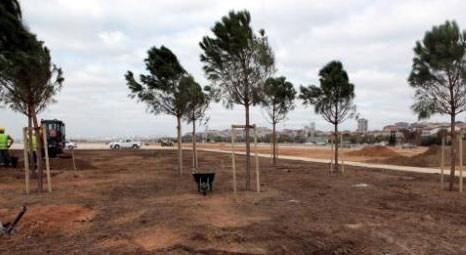İstanbul Büyükşehir Belediyesi Maltepe dolgu alanını yeşillendiriyor