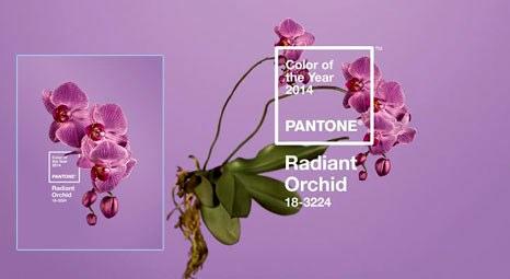 Pantone, ışıltılı orkideyi 2014’ün rengi seçti 