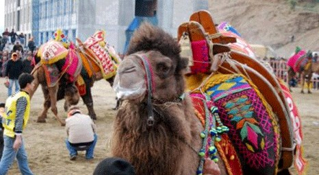 Buharkent'te develer eğitim için güreşti