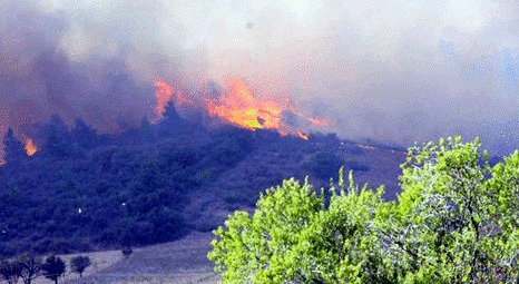 Hatay Yayladağı’nda yanan orman alanları yeniden yeşillendiriliyor
