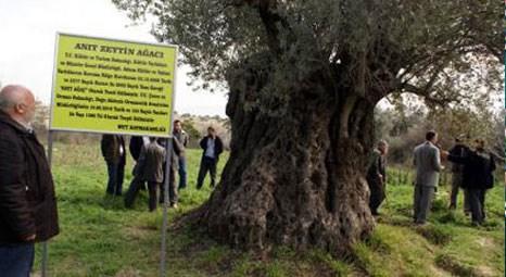 Mersin Mut’taki 1300 yıllık zeytin ağacının korunmaya alınması isteniyor