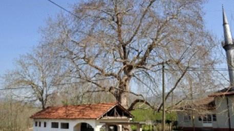 Düzce’deki 700 yıllık çınar ağacı göz kamaştırıyor