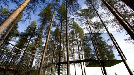İsveç’teki ağaç otel benzersiz bir deneyim sunuyor