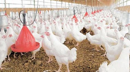 İzmir Kemalpaşa’da icradan tavuk çiftliği satılıyor