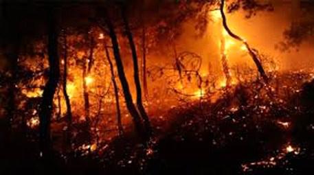 Muğla'da orman yangını… 30 hektarlık alan kül oldu!