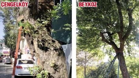 İBB, yılda 2 bin yaşlı ağaca restorasyon yapıyor