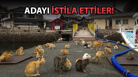 Aoşima Adası'nın sakinleri kediler!