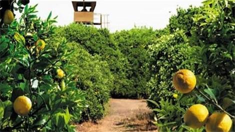 Mersin’de icradan satılık limon bahçeleri!