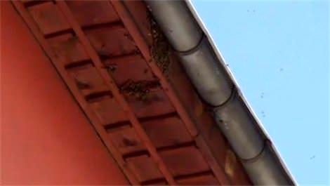 Arılar şehri bastı, panik yaşandı!