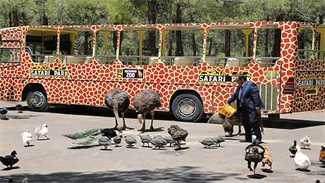 Türkiye'nin ilk safari parkına büyük ilgi