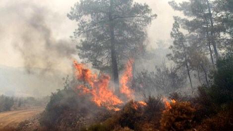 Muğla Köyceğiz’deki orman cayır cayır yanıyor!