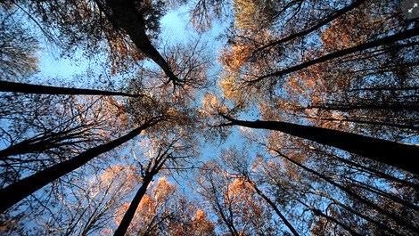2016'da 40 bin 650 hektar alan ağaçlandırılacak 