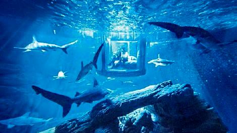 Köpekbalığı manzaralı oda!