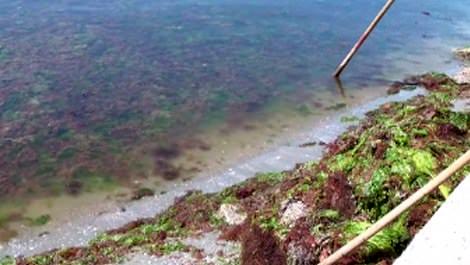 Silivri sahilindeki yosunlar temizleniyor