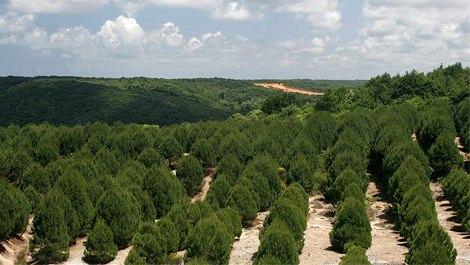 İstanbul'da bu yıl 150 bin ağaç dikilecek