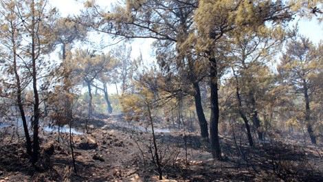 Bodrum'da 5 hektarlık ormanlık alan yandı